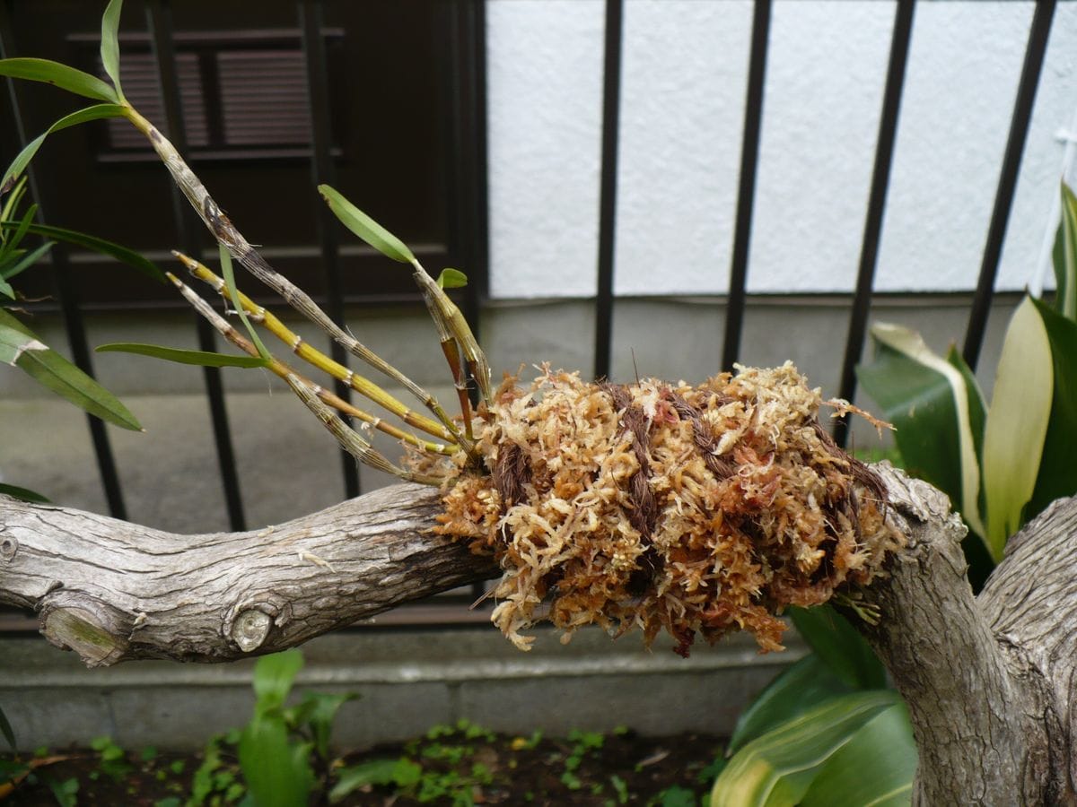 せっこくをマキの枝に着けて開花させる 枝に括りつけました