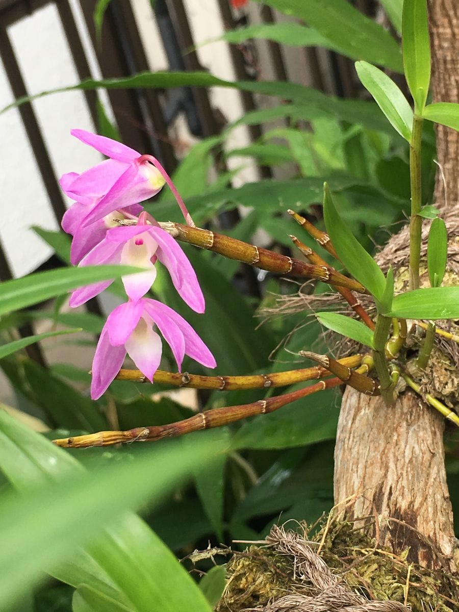 せっこくをマキの枝に着けて開花させる なんとか咲きました