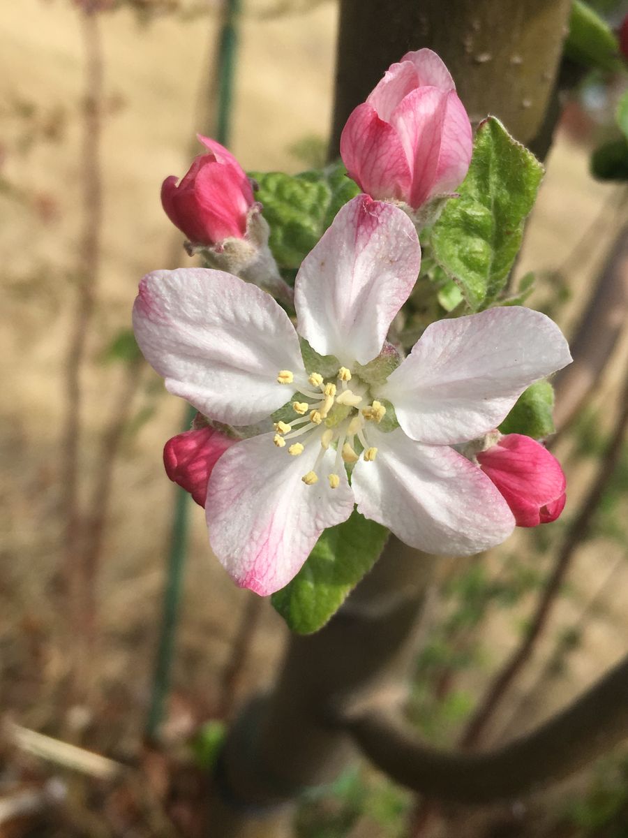 紅玉を育ててアップルパイを作るまで 2019/4/14 紅玉の花が咲く