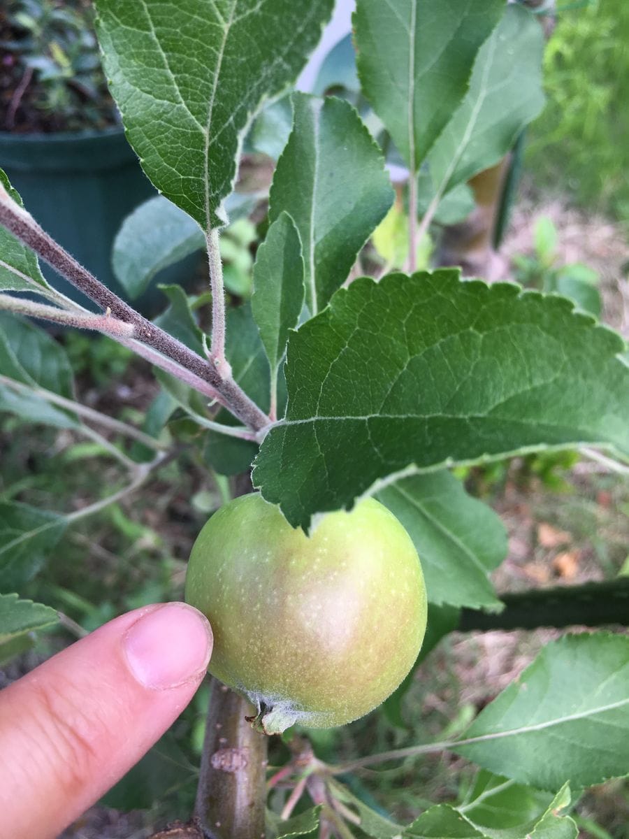 紅玉を育ててアップルパイを作るまで 紅玉、成長するする🍎