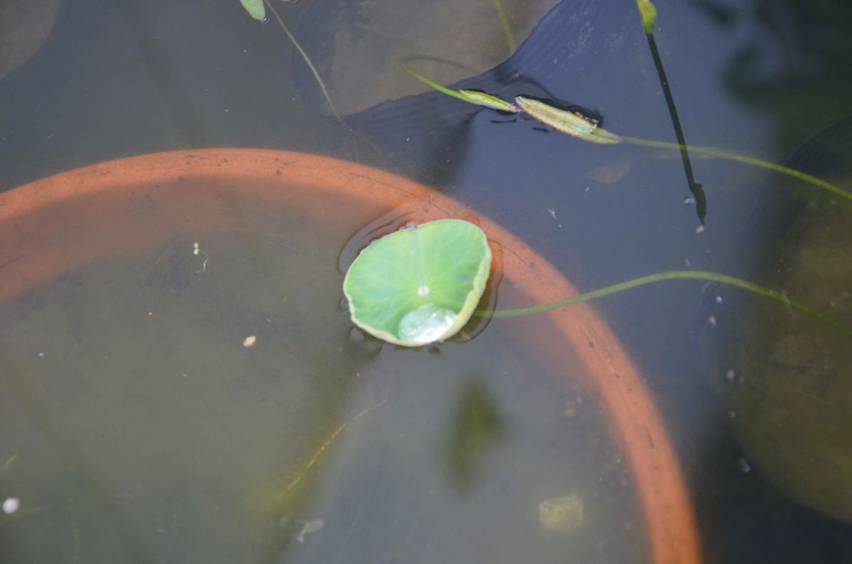 花ハスを種から育てる 植え替え