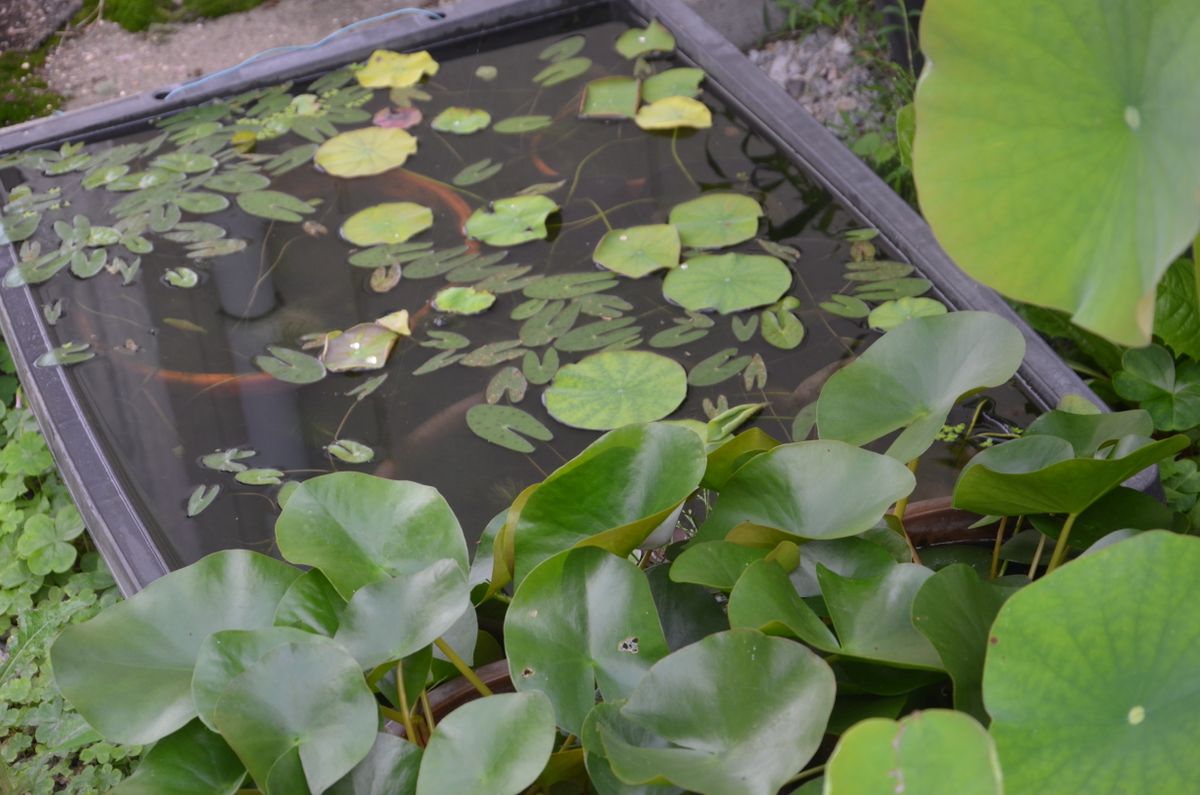 花ハスを種から育てる 6月8日