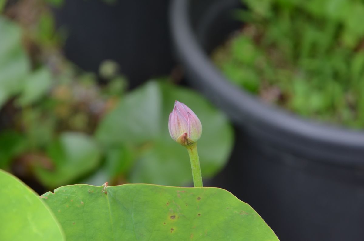 花ハスを種から育てる つぼみ発見しました。