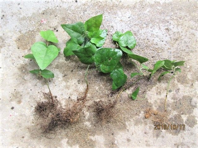 青ツヅラフジの盆栽づくり 挿木でも発芽発根する雑木です。