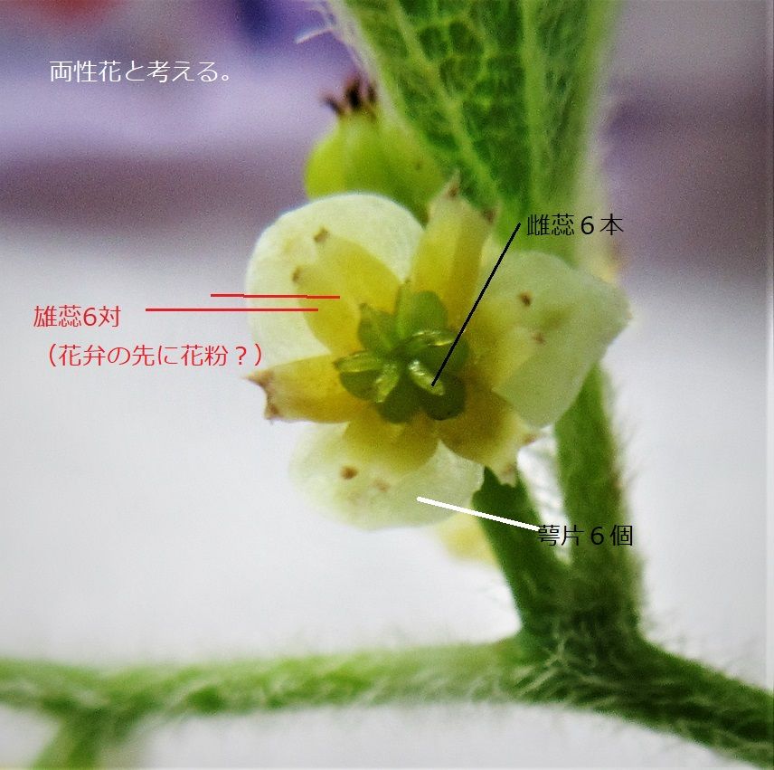 青ツヅラフジの盆栽づくり 雌雄異株の花について