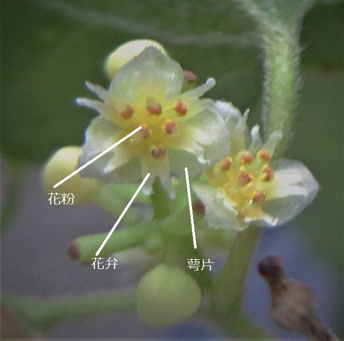 青ツヅラフジの盆栽づくり 播種苗の花は、雄樹だった、