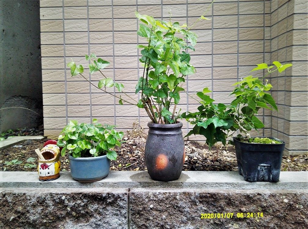 青ツヅラフジの盆栽づくり このツル性植物の雑木は豪華多彩だ！