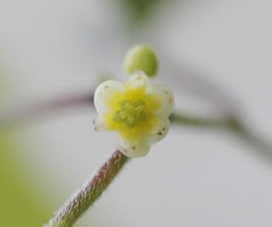 青ツヅラフジの盆栽づくり 20170705　葉の付け根から雌花咲く