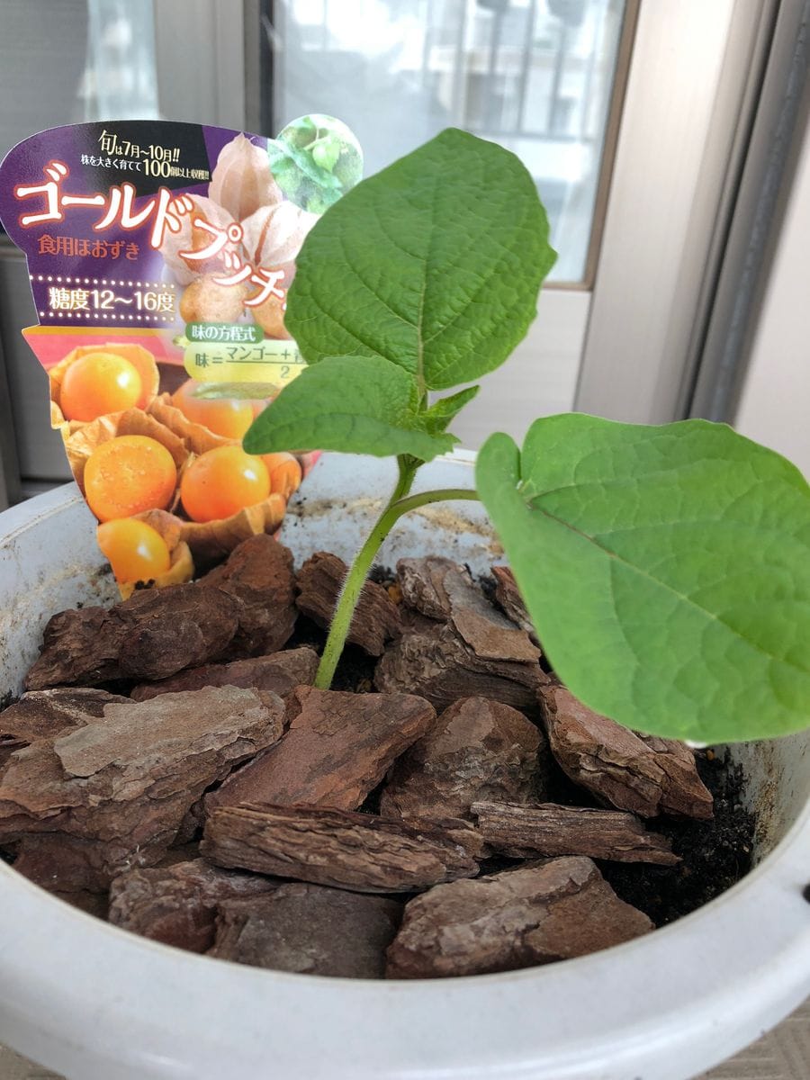 食用ほおずきが食べたい 植え付けました