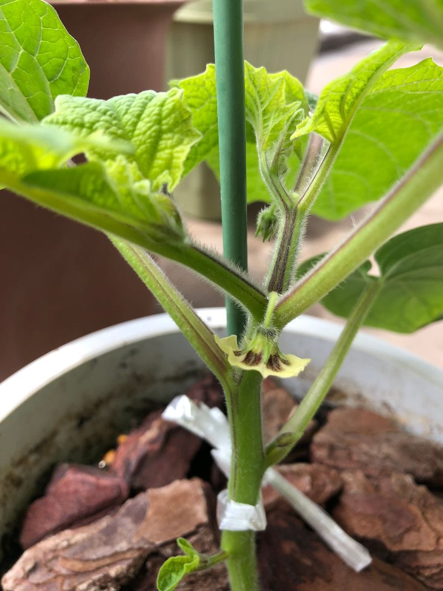 食用ほおずきが食べたい 花が咲きました