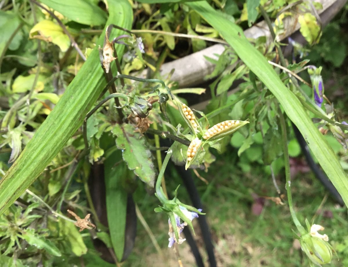 種こぼれ日記（ビオラ） タネが出来ました。