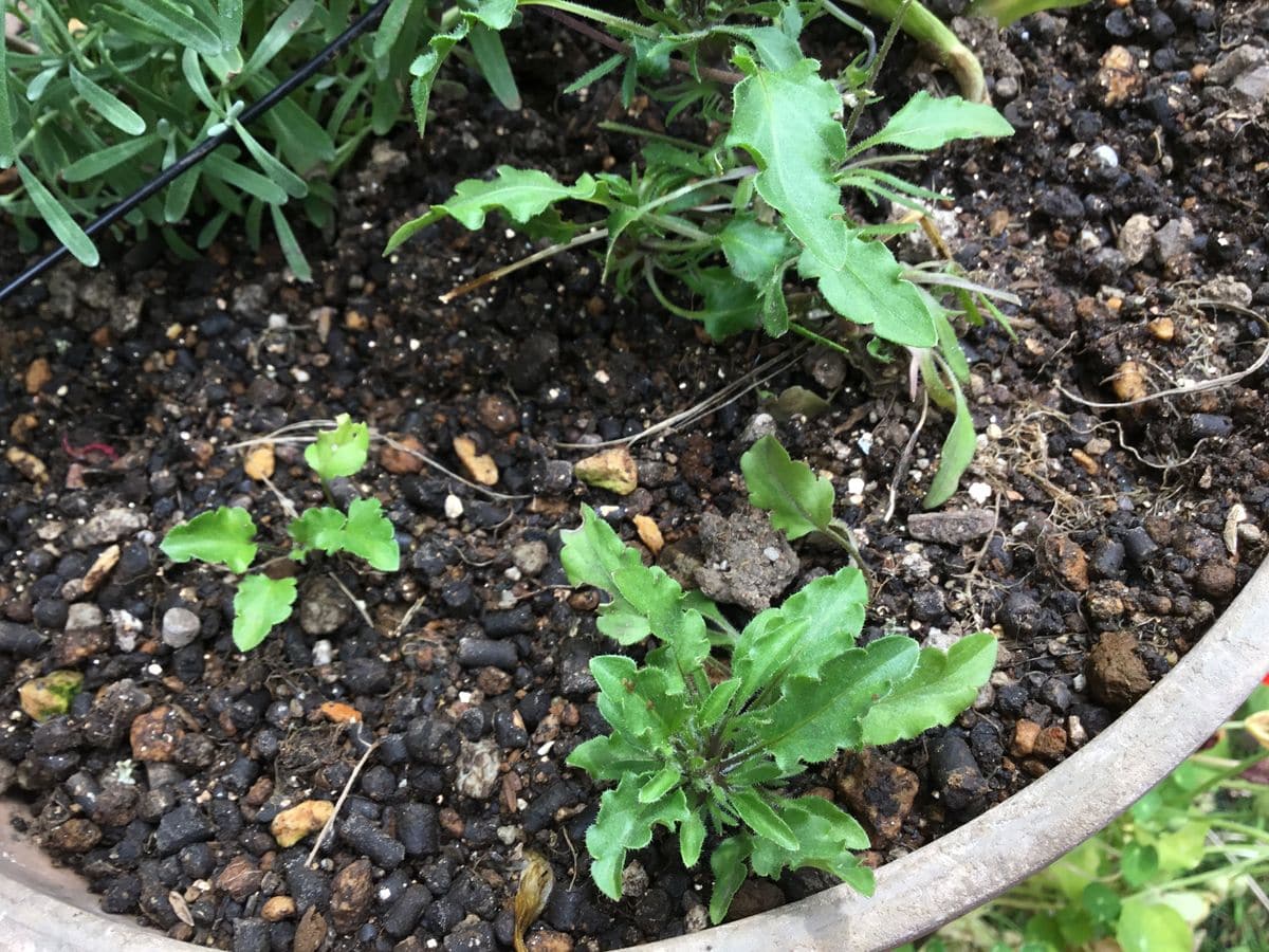 種こぼれ日記（ビオラ） まだ新芽が育ちます