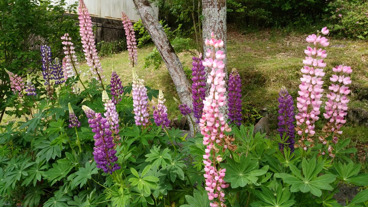 懲りずに挑戦しています ５月１８日