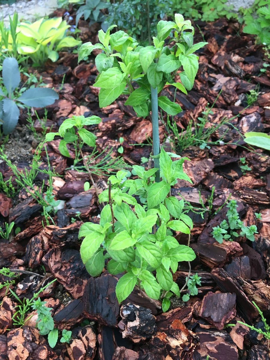 ヤマアジサイ 富士の滝 地植えにして1ヶ月