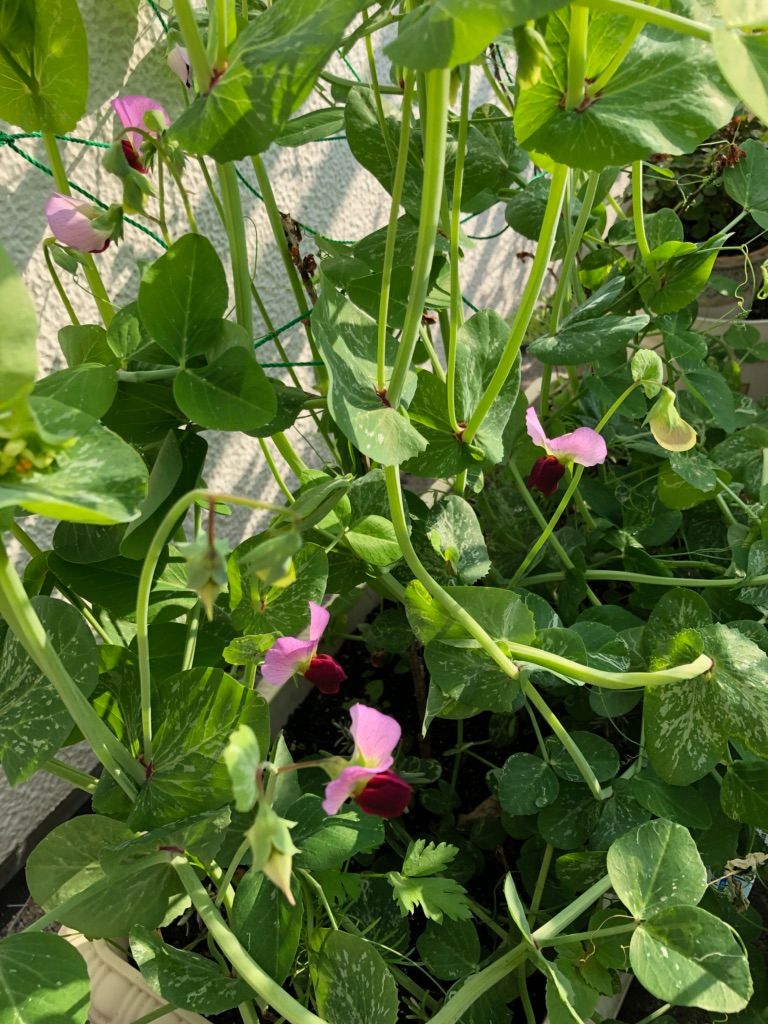 てんこのベランダ野菜栽培日記（さやえんどう） 花🌼が咲き始めました