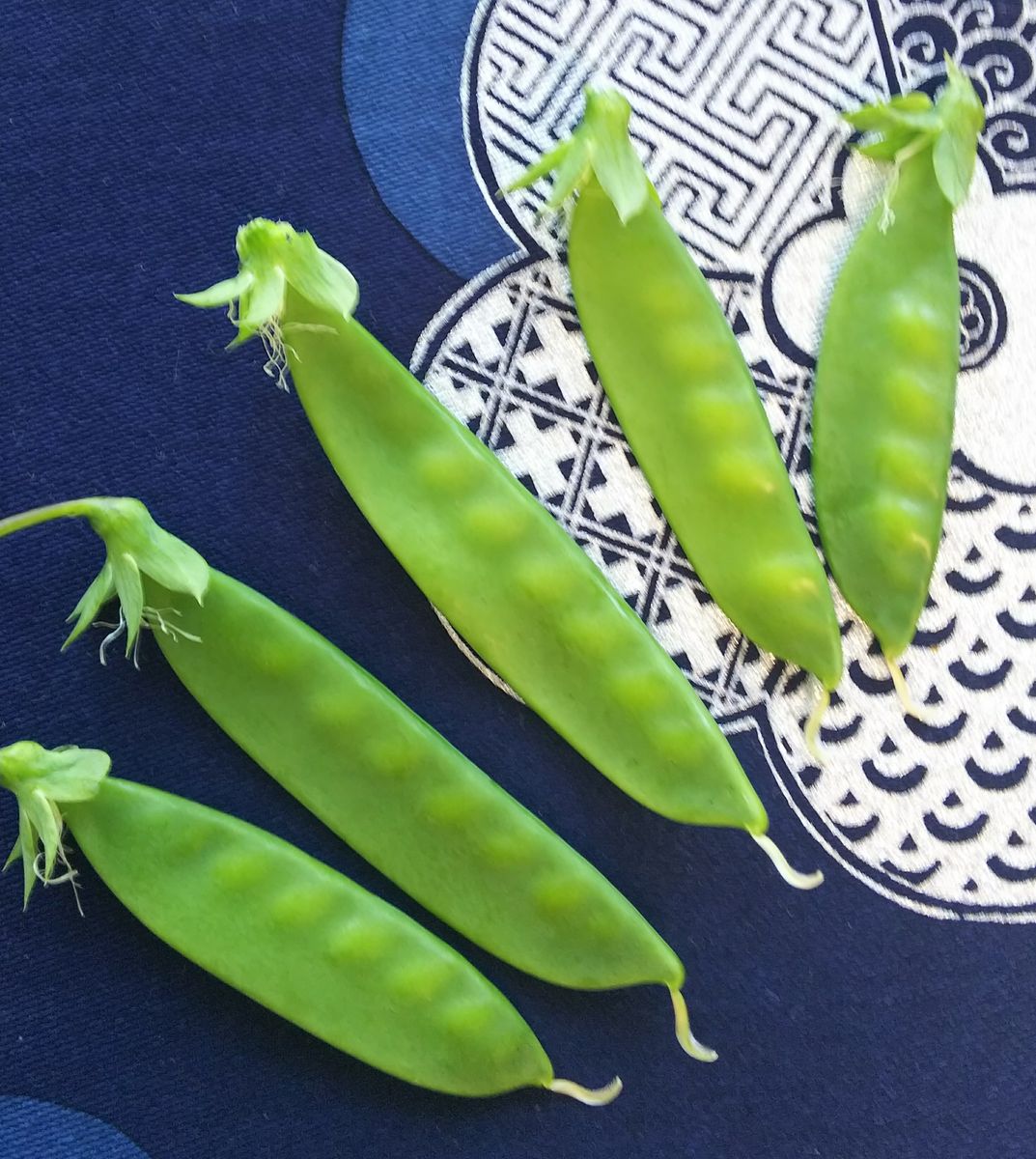 てんこのベランダ野菜栽培日記（さやえんどう） 6月19日収穫しました💕