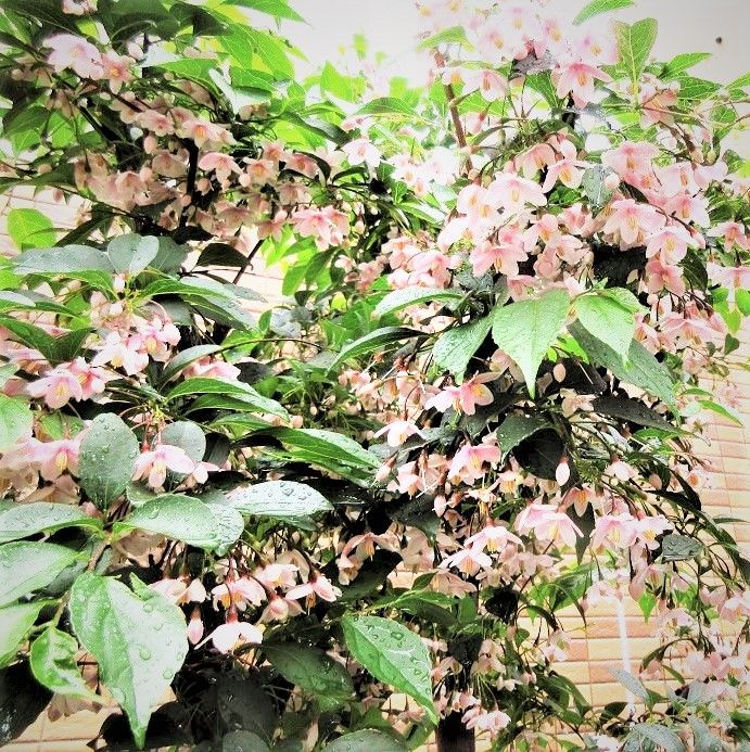 実・花の小盆栽は、『エゴノキ』がいい。 ５月５日　満開の『エゴノキ』の白い五弁花