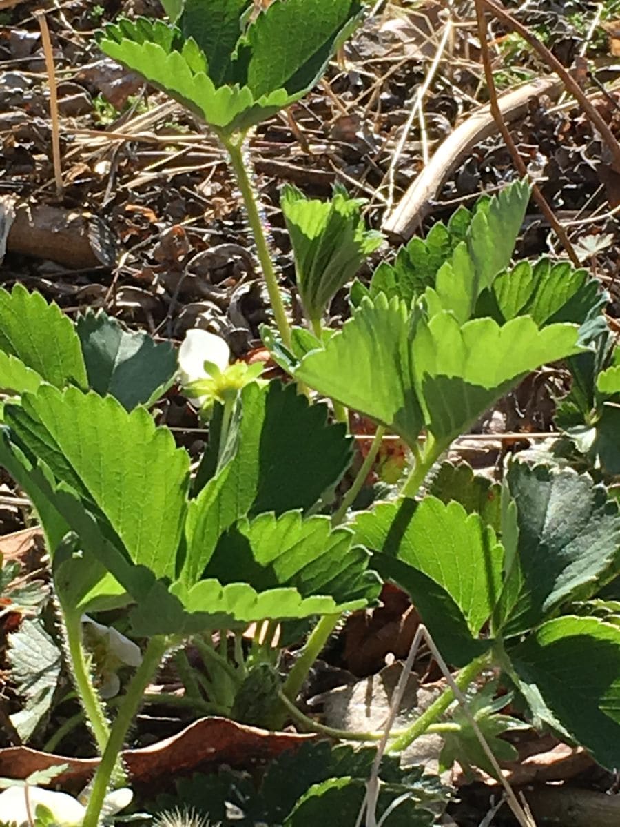 いちご🍓を育てて採れたてを食べたい😋 いちごの花が咲きました🌸