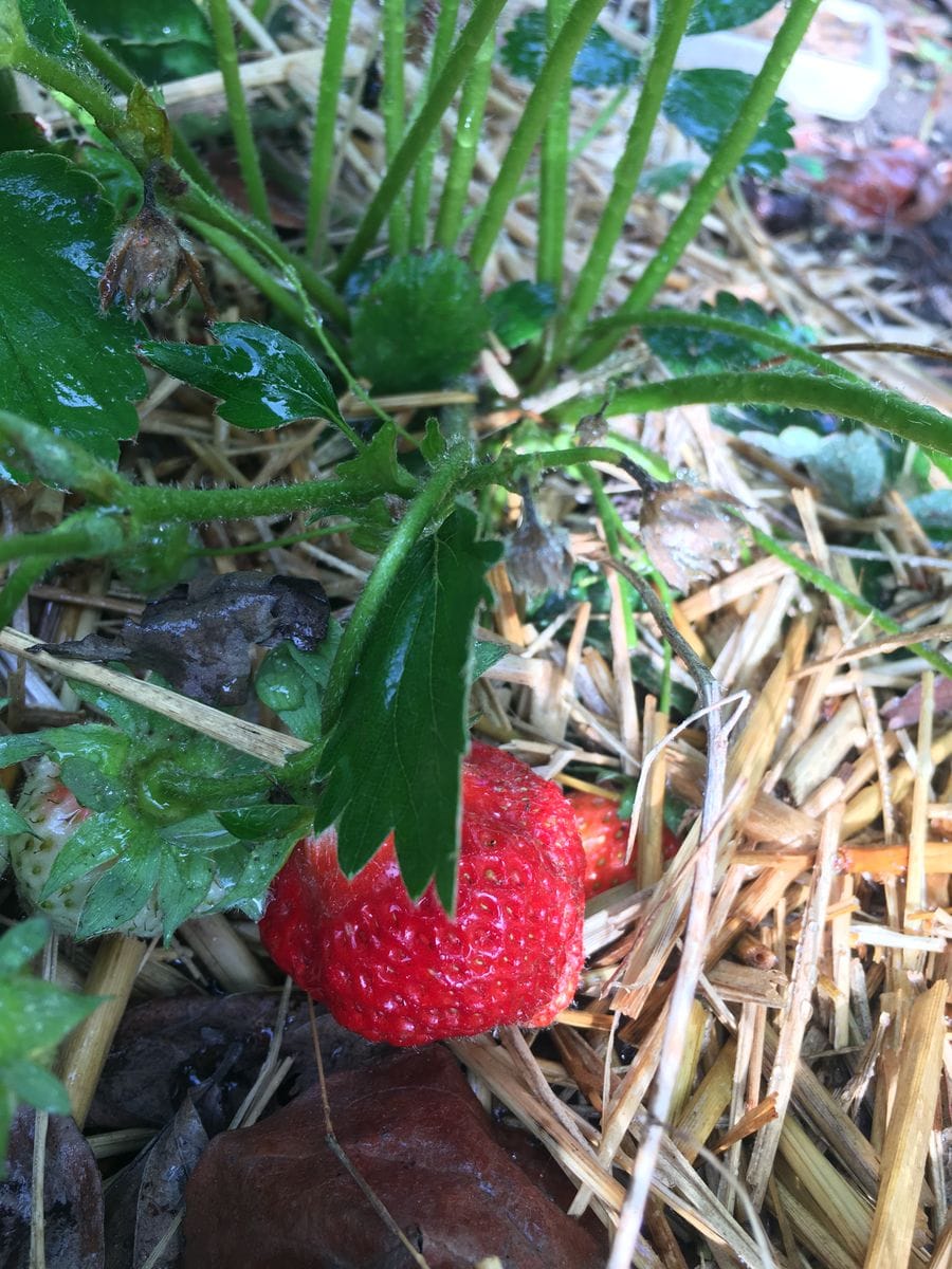 いちご🍓を育てて採れたてを食べたい😋 いちごの実が🍓できたー