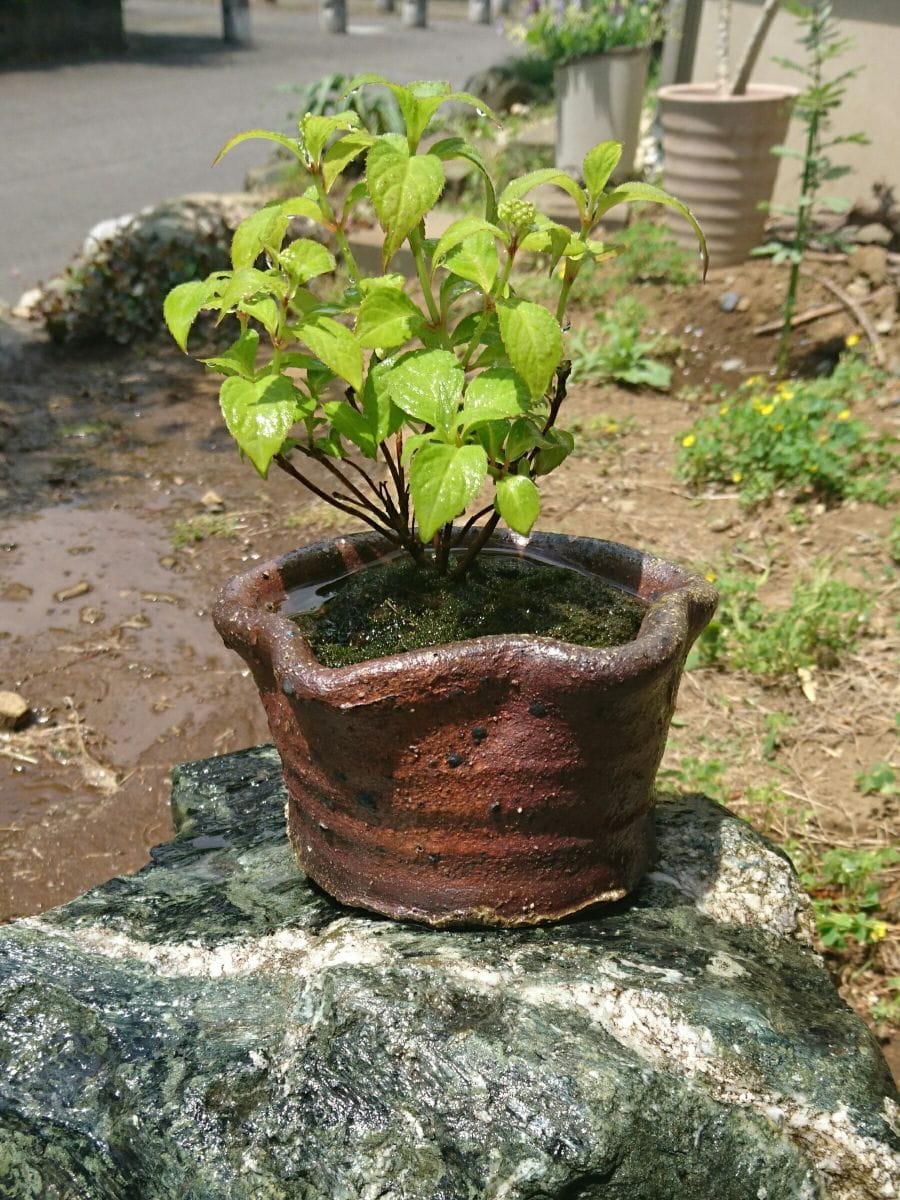 ミニ盆栽 土佐の霧雨