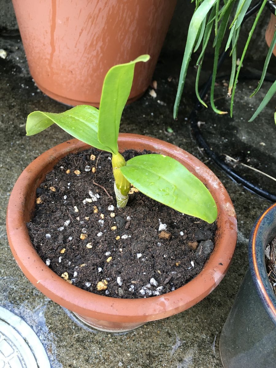 デンドロビウム 高芽 素焼きの鉢に植えました。