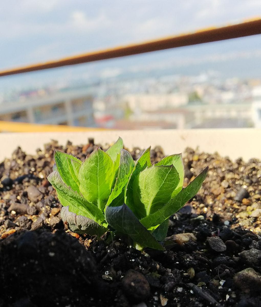 主根草（ききょう） 春の芽立ち