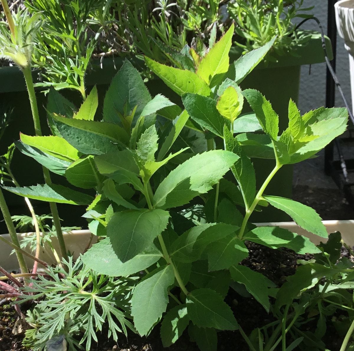 主根草（ききょう） 枝が伸びてきました💓