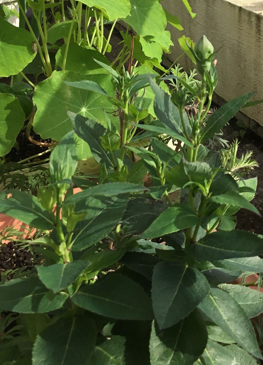 主根草（ききょう） 花芽🌱が付きました❣️