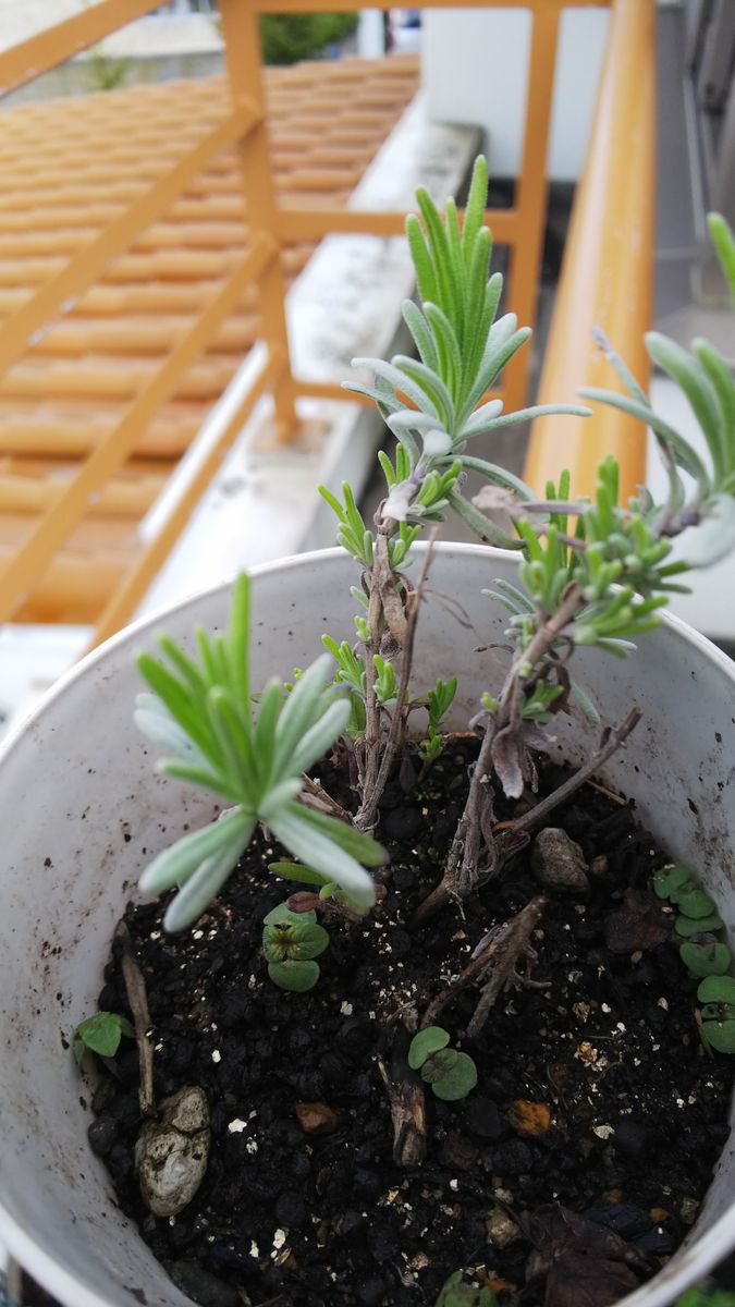 挿し木で育成（ラベンダー） 挿し木に新芽が出て来ました🎵