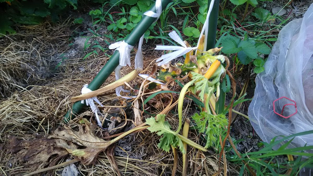 ズッキーニ 大雨☔の後、様子がおかしくなって…😅