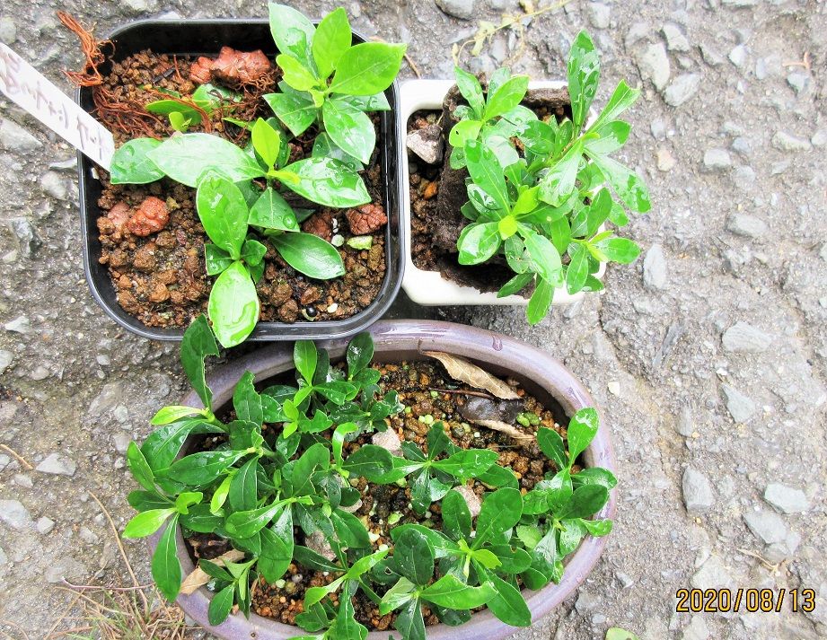 小盆栽『クチナシ』　目標は播種栽培 ２１番の紙コップ植え替え後。