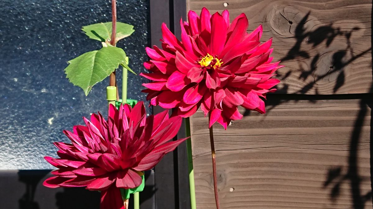 ダリア黒蝶 残りの花も咲きました。