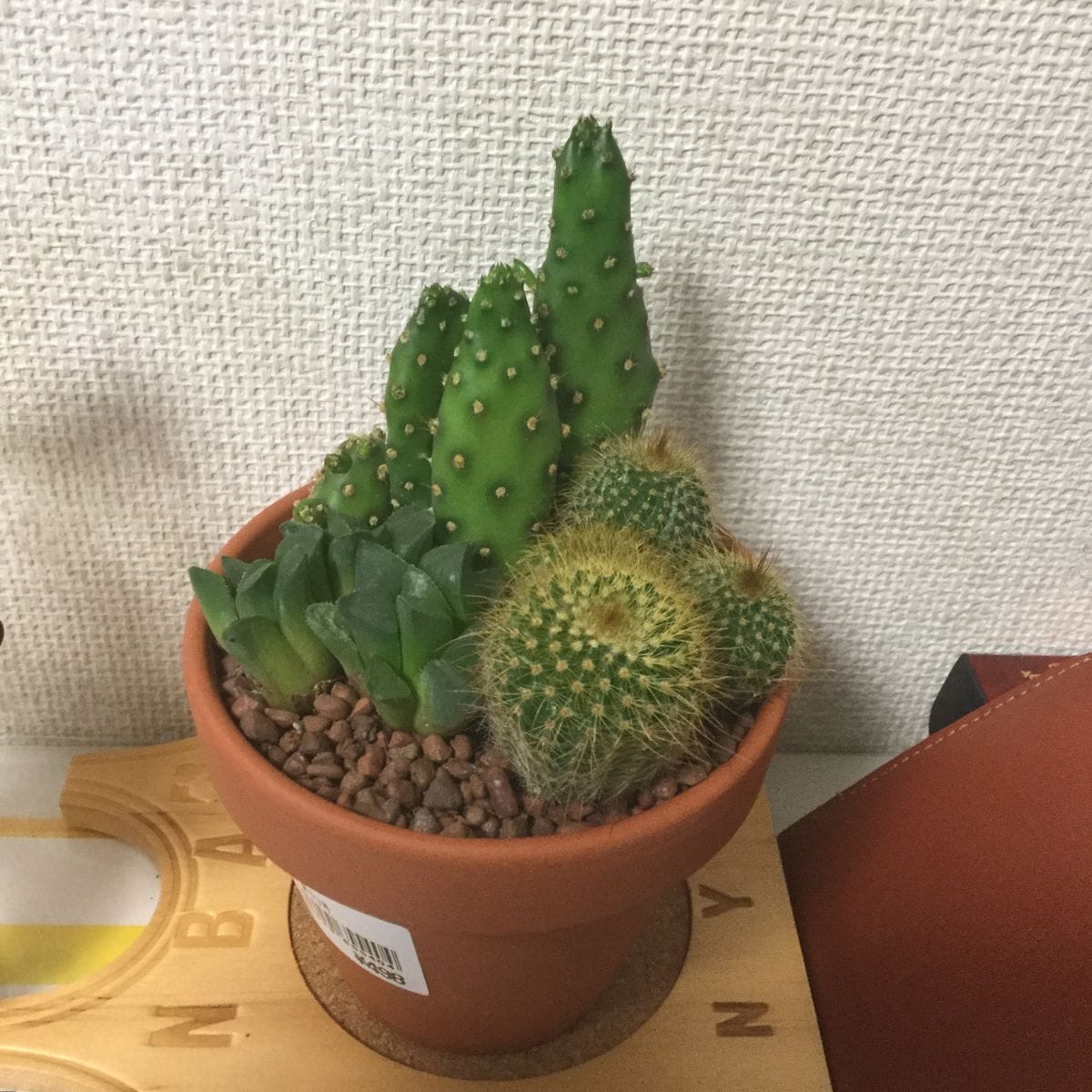 多肉植物の寄せ植え カインズホームで買いました。