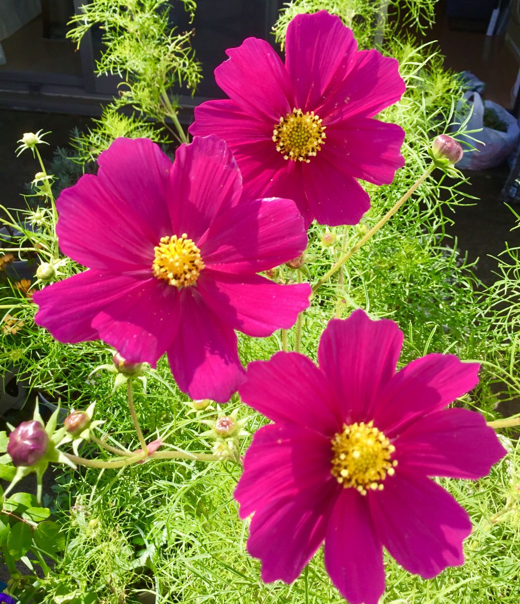 種こぼれ日記（コスモス） 濃いピンクの花🌸