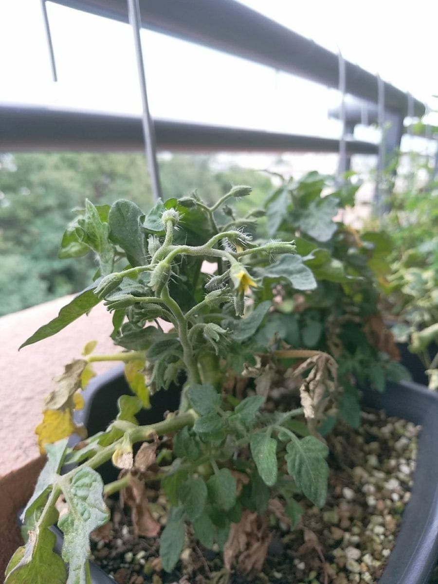背の低いミニトマト、種蒔きから頑張る💪 8月13日　やっと花？