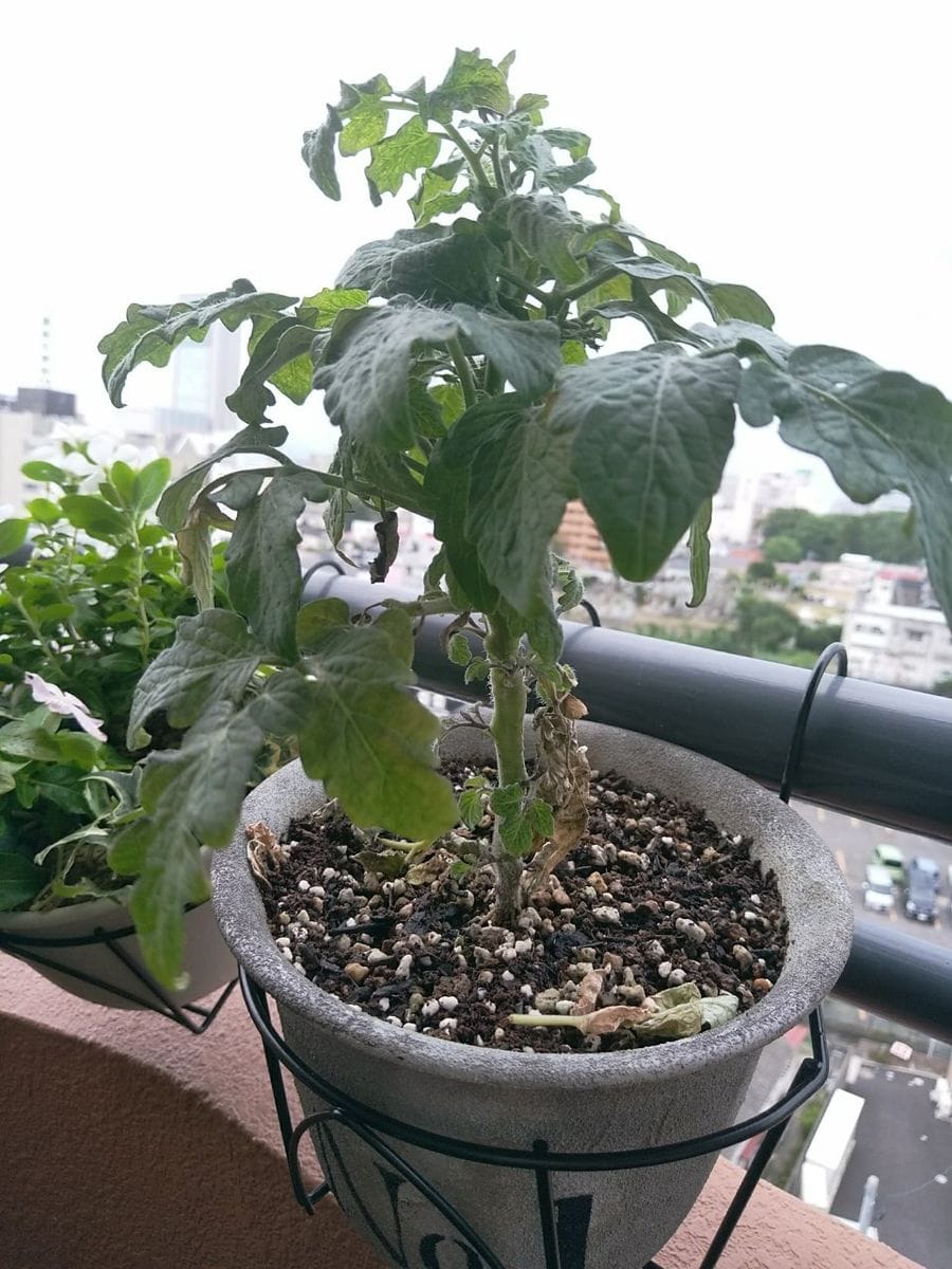 背の低いミニトマト、種蒔きから頑張る💪 8月13日　あとから定植した子