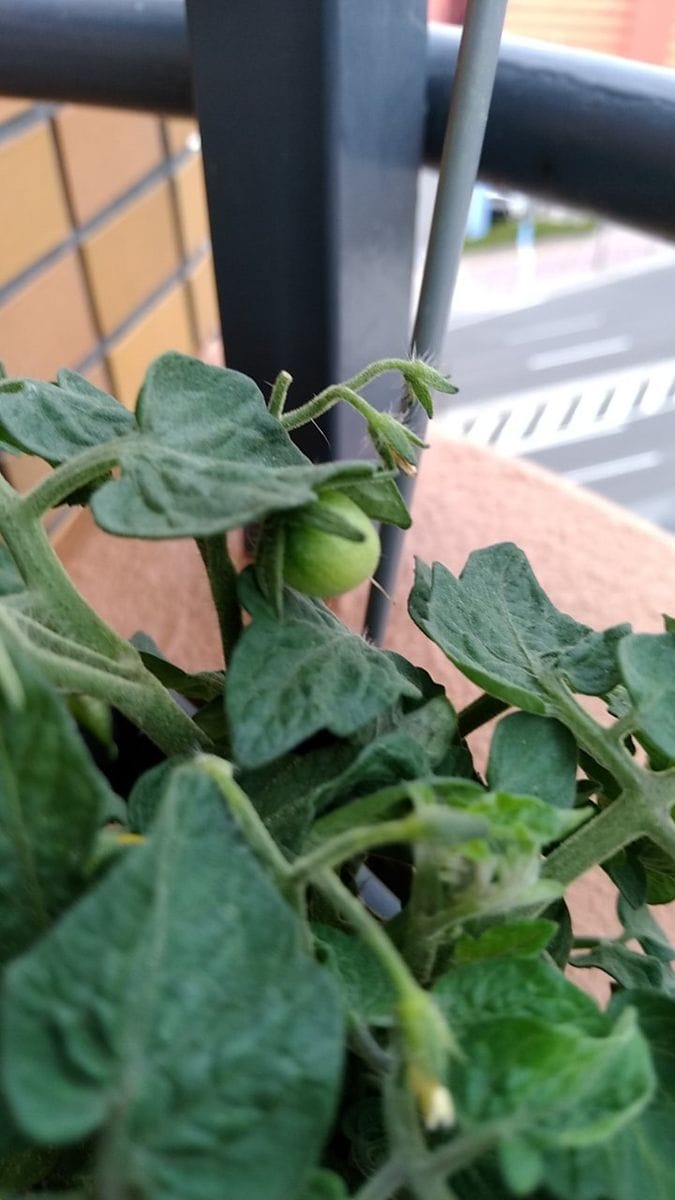 背の低いミニトマト、種蒔きから頑張る💪 9月4日　やっと実が✨