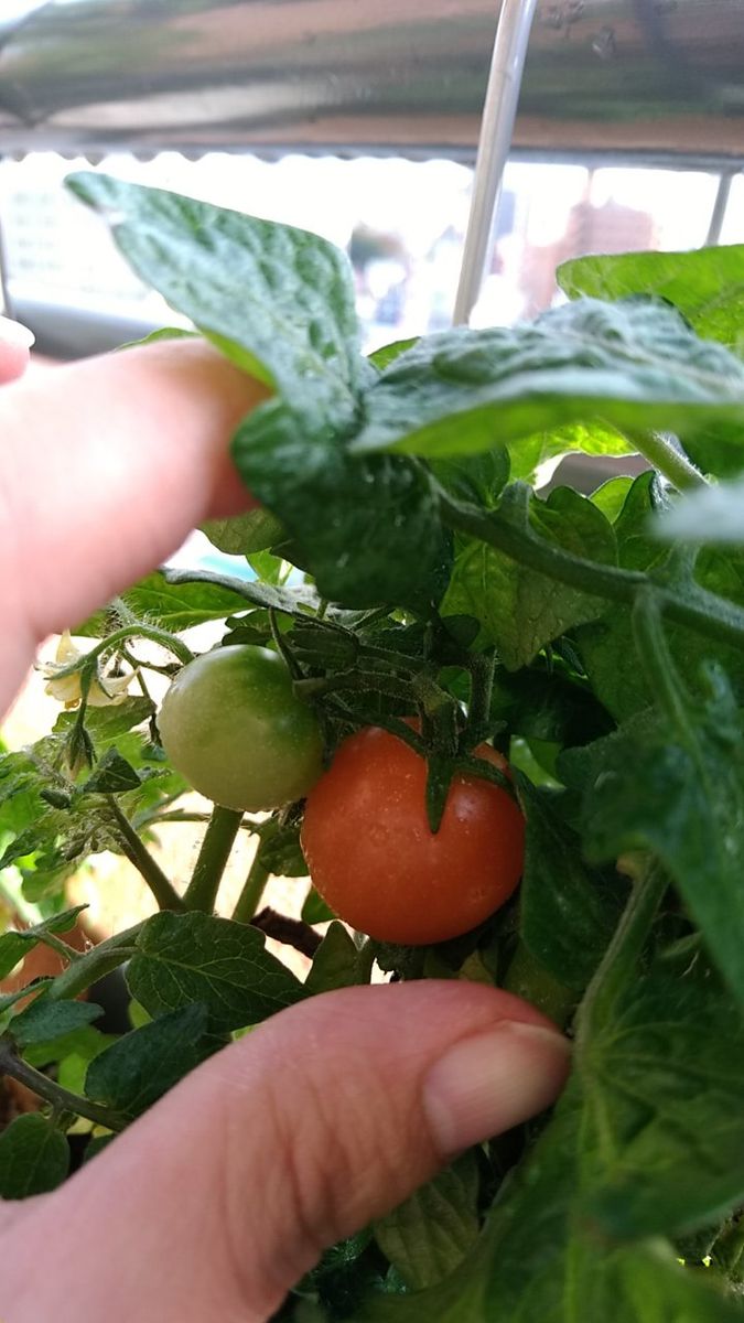 背の低いミニトマト、種蒔きから頑張る💪 10月16日　収穫増える？