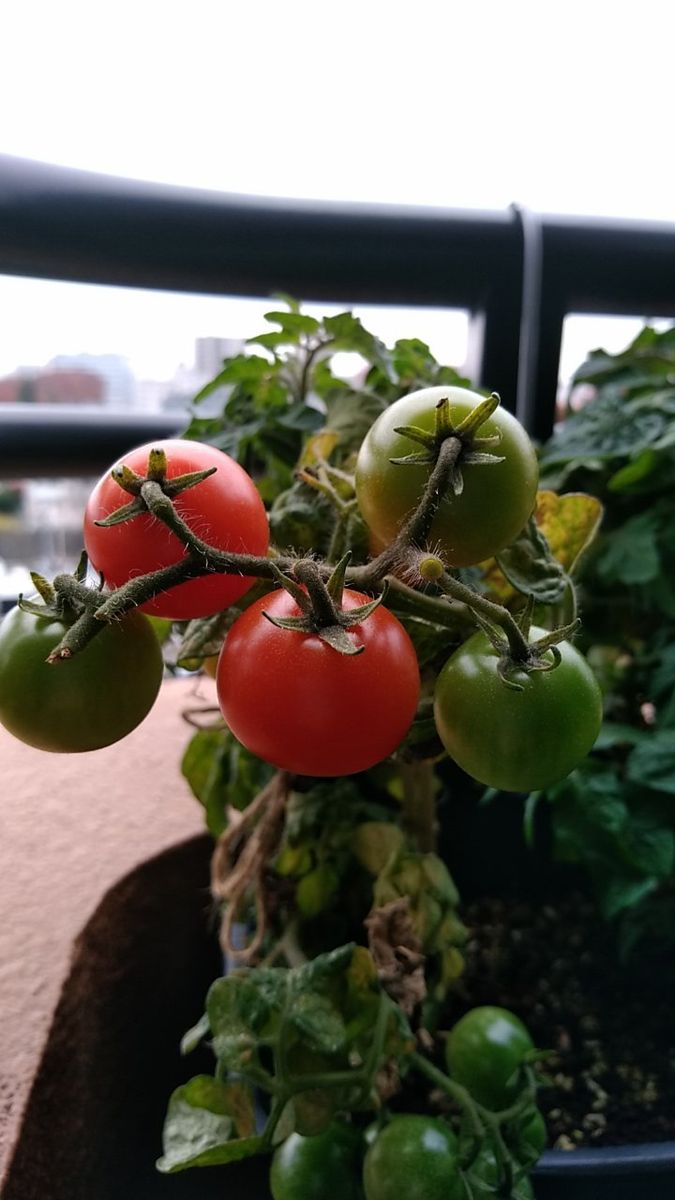 背の低いミニトマト、種蒔きから頑張る💪 11月9日　最後の収穫