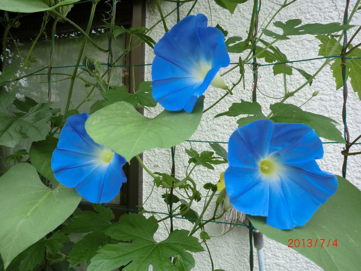 我が家の緑のカーテン あさがおの花