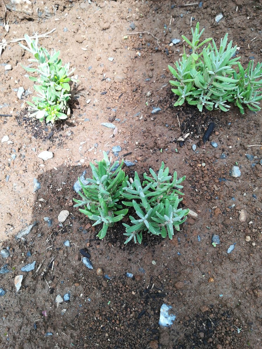 ラベンダー★種から育ててみる 地植え