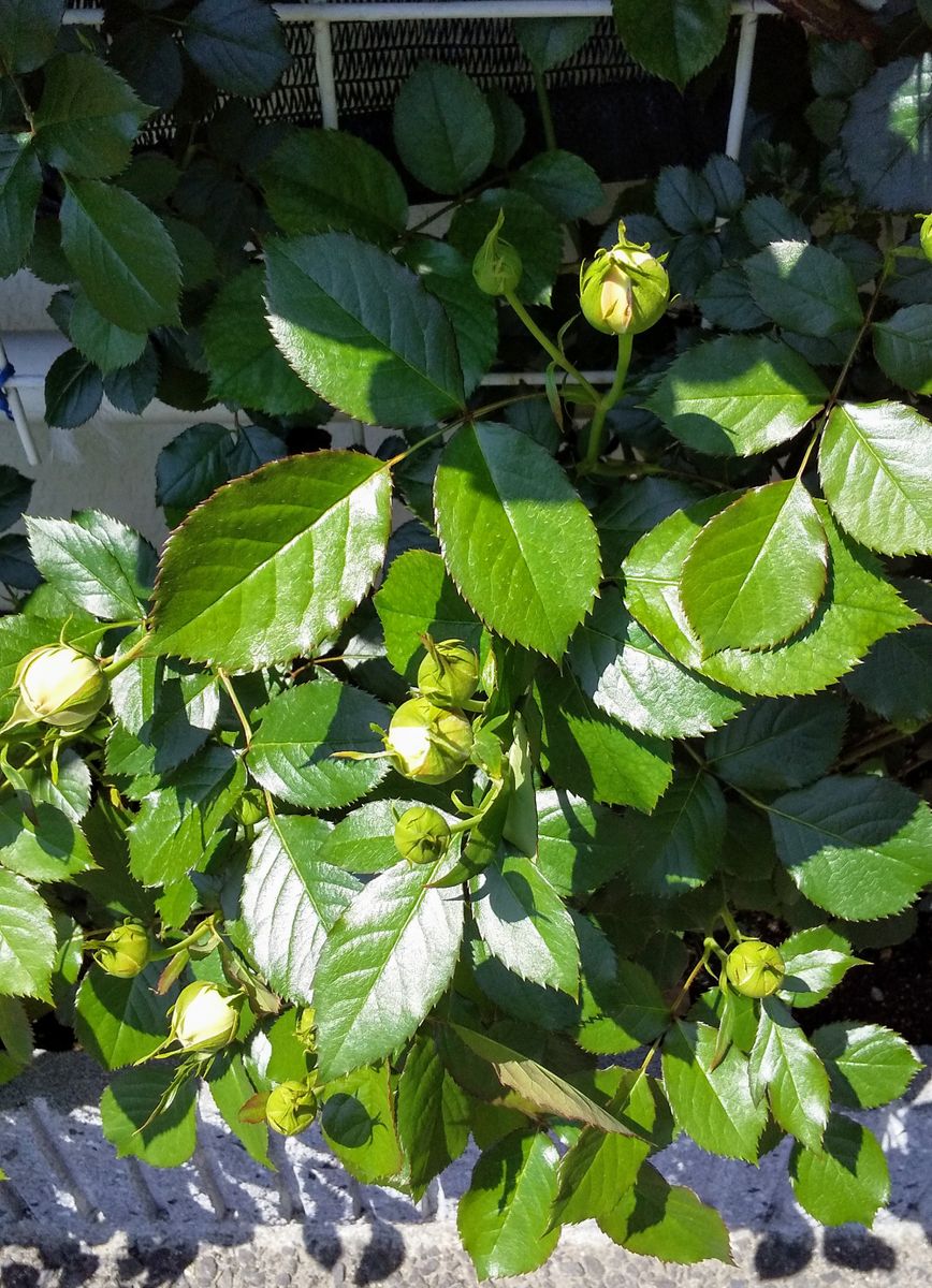 つるじゃないピエール・ド・ロンサール 地植えの方のつぼみ