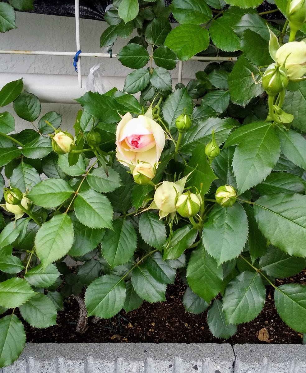 つるじゃないピエール・ド・ロンサール 地植えは開花