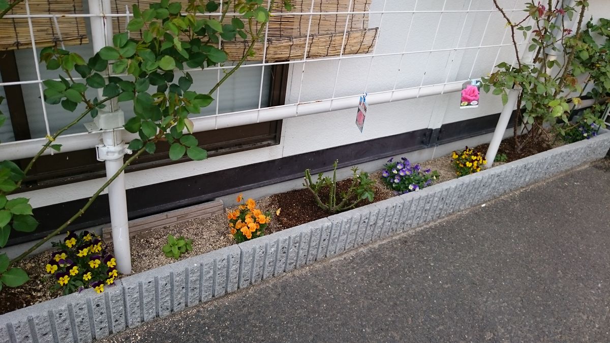 つるじゃないピエール・ド・ロンサール 芽吹き