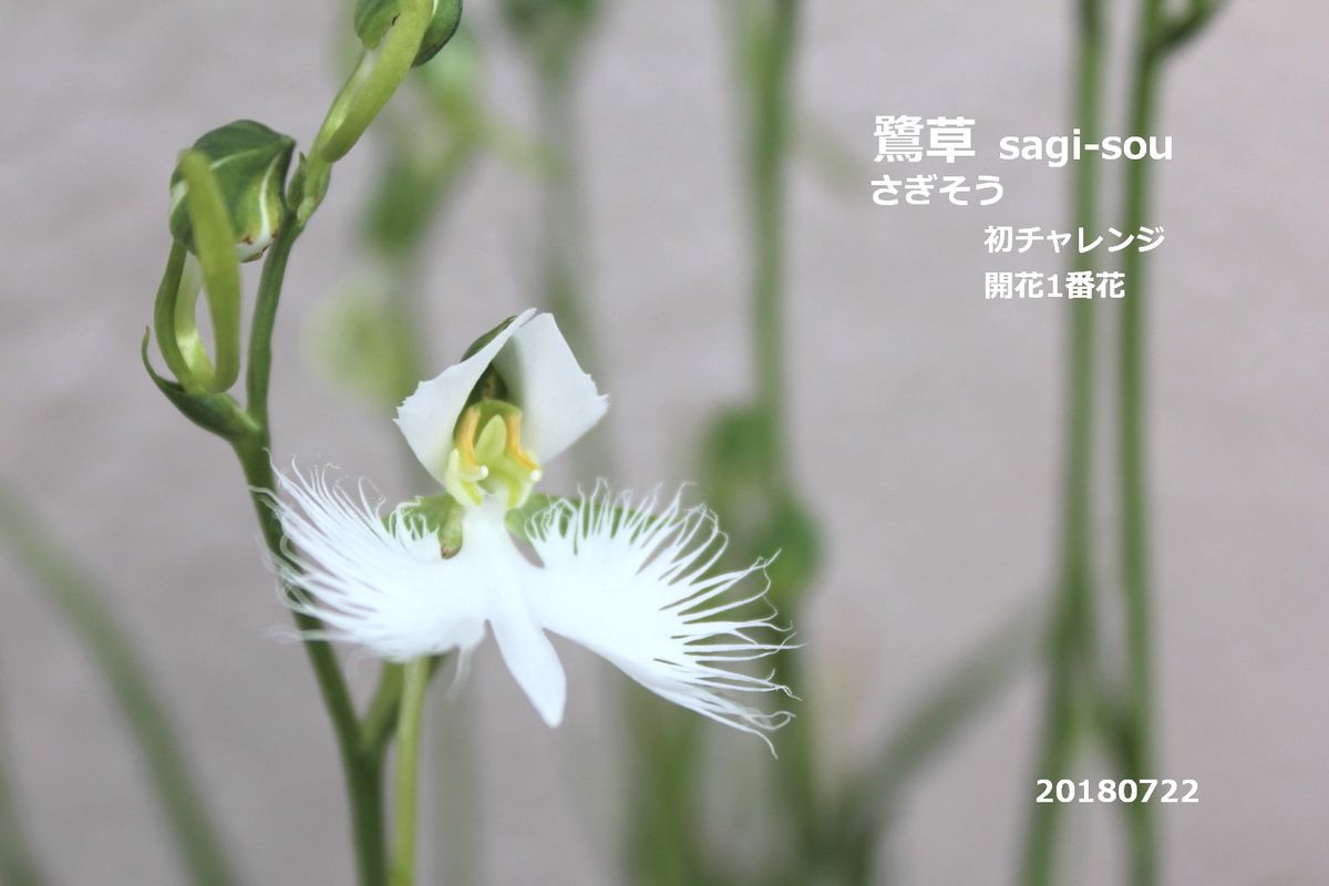 2018年度　鷺草・初チャレンジ 1番花　初チャレンジ成功。＾-＾開花