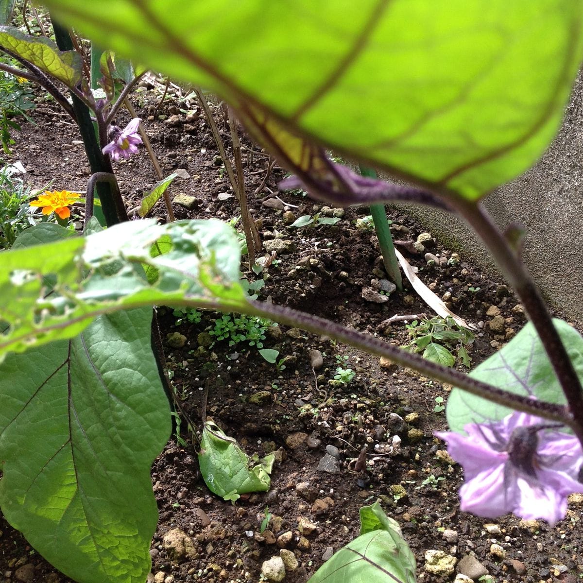 2018　①ナス苗～収穫まで 5/25　①地植え２本共に第1目花