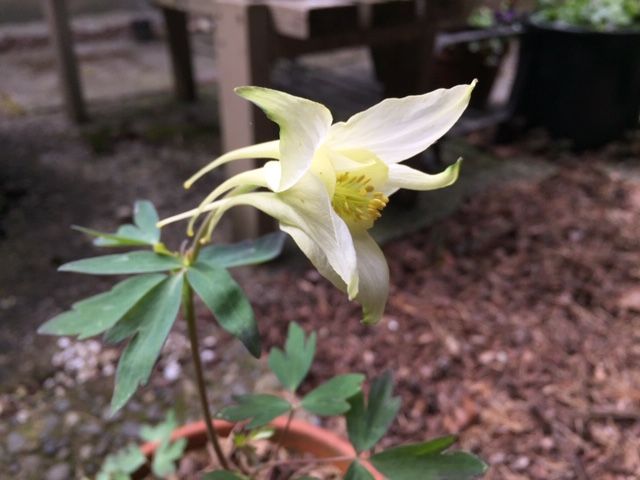 西洋オダマキ　種まきから挑戦 ついに、花が咲いた！