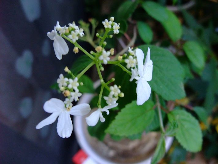 ヤブテマリ『四季咲き』は、蝶の様。 あじさいの花より楚々。