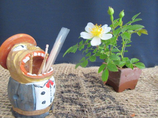 バラ 「一鉢一花のミニ盆栽」 １鉢１花のミニ盆栽『吉田バラ』