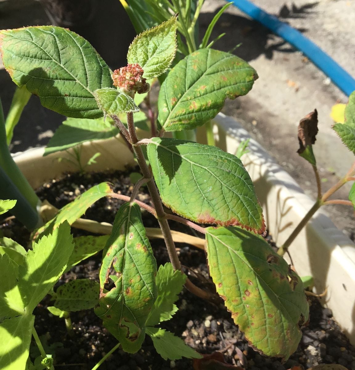 挿し木で育成（アナベル） 花芽が出ました💓